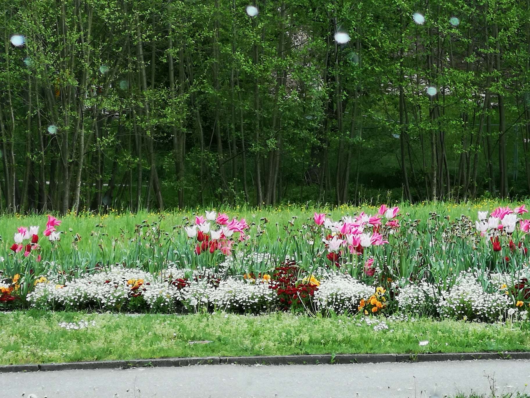 flowers