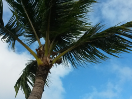 palme